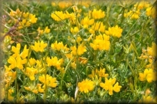 Bloemen